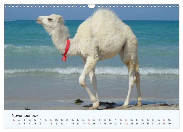 Produktbild: Die Kameliden. H&uuml;bsche Kamele, Lamas und Alpakas (Wandkalender 2026 DIN A3 quer), CALVENDO Monatskalender
