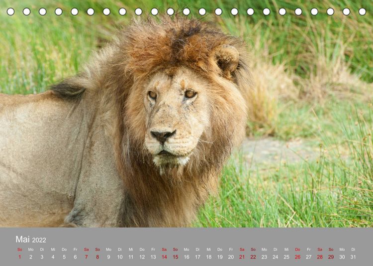 Produktbild: Die Magie der K&ouml;nige der Tiere (Tischkalender 2022 DIN A5 quer)