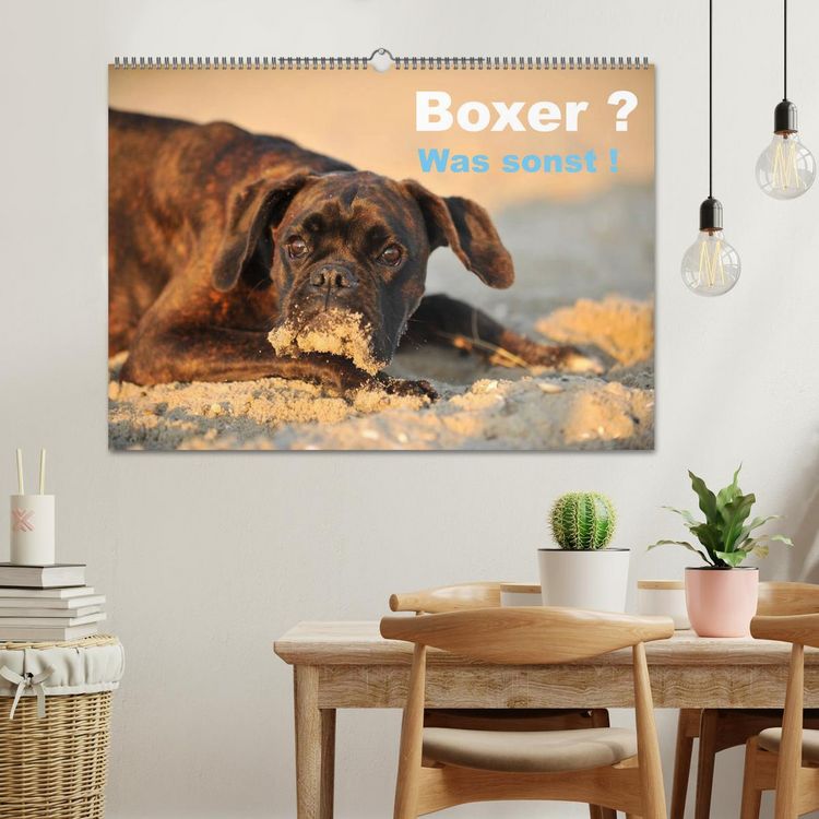Produktbild: Boxer ? Was sonst ! (Wandkalender 2026 DIN A2 quer), CALVENDO Monatskalender