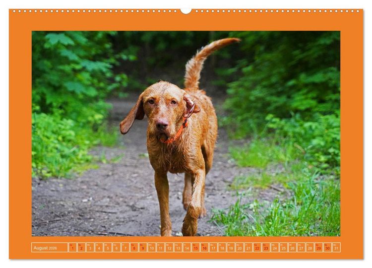 Produktbild: Faszination Magyar Vizsla (Wandkalender 2026 DIN A2 quer), CALVENDO Monatskalender