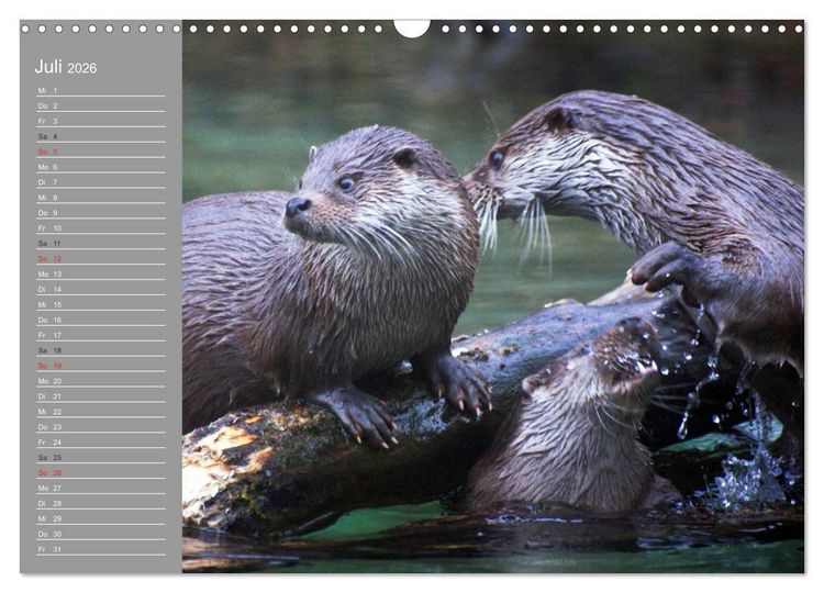 Produktbild: Otter. Frech, laut und clever (Wandkalender 2026 DIN A3 quer), CALVENDO Monatskalender