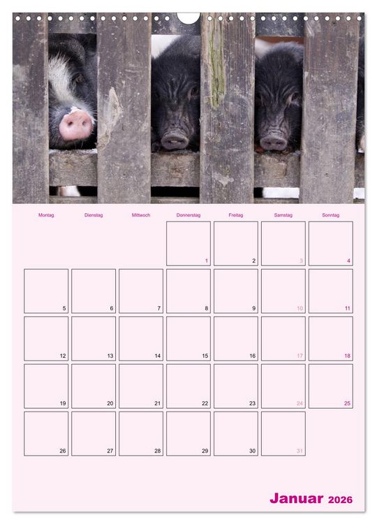 Produktbild: Schweinischer Terminplaner (Wandkalender 2026 DIN A3 hoch), CALVENDO Monatskalender