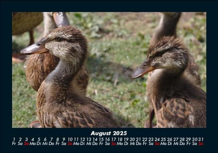 Produktbild: Enten 2025 Fotokalender DIN A5