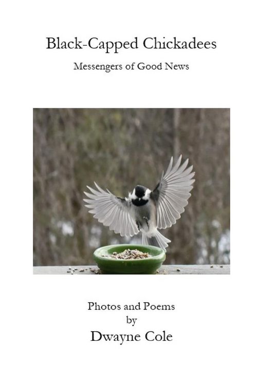 Produktbild: Black-Capped Chickadees