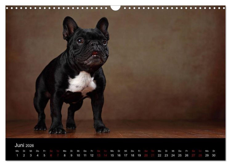 Produktbild: Charme auf vier Pfoten - Franz&ouml;sische Bulldoggen Portraits (Wandkalender 2026 DIN A3 quer), CALVENDO Monatskalender