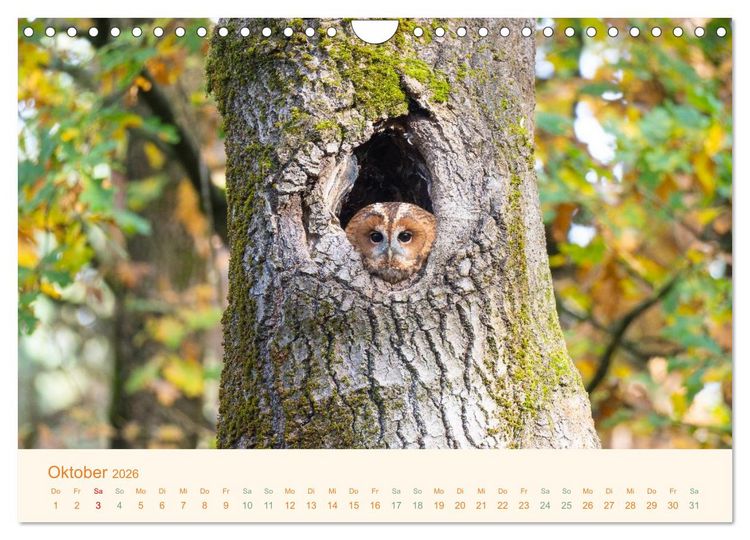 Produktbild: Eulen und M&auml;use (Wandkalender 2026 DIN A4 quer), CALVENDO Monatskalender