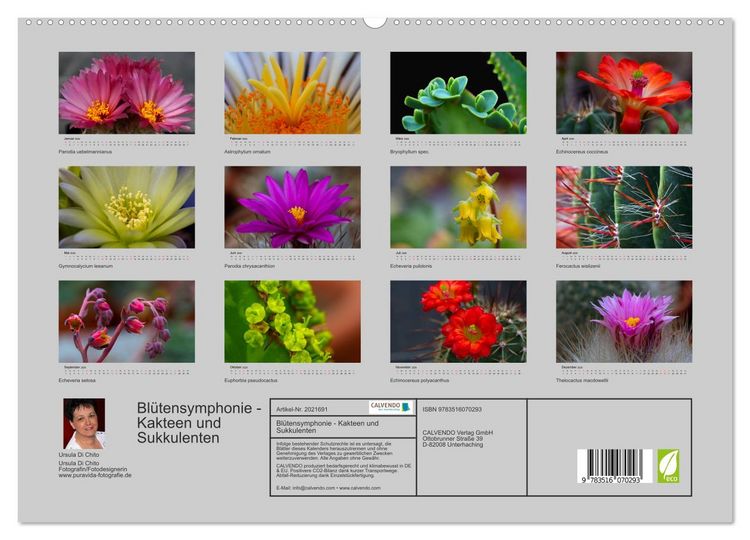 Produktbild: Bl&uuml;tensymphonie - Kakteen und Sukkulenten (hochwertiger Premium Wandkalender 2026 DIN A2 quer), Kunstdruck in Hochglanz