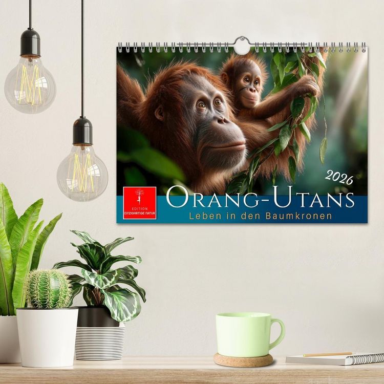 Produktbild: Orang Utans - Leben in den Baumkronen (Wandkalender 2026 DIN A4 quer), CALVENDO Monatskalender