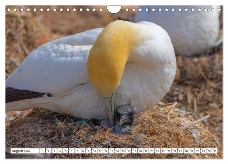 Produktbild: Basst&ouml;lpel - Helgolands faszinierende V&ouml;gel (Wandkalender 2026 DIN A4 quer), CALVENDO Monatskalender