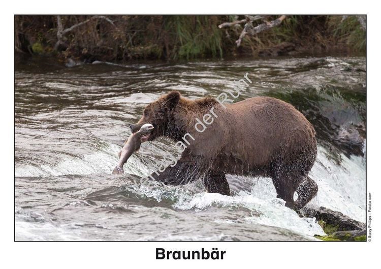 Produktbild: Waldtiere