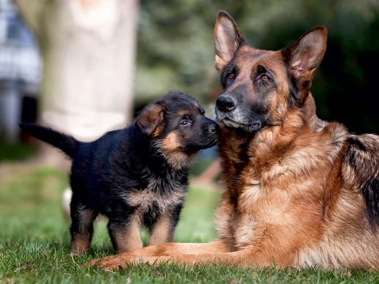 CALVENDO Puzzle „Hundeleben Schäferhund“ 1000 Teile – 64x48 Cm, Foto-Puzzle Von Schuberts-Fotografie