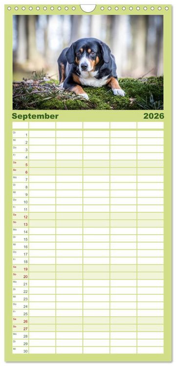 Produktbild: Familienplaner 2026 - Entlebucher Sennenhund - treue Freunde mit 5 Spalten (Wandkalender, 21 x 45 cm) CALVENDO