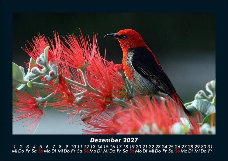 Produktbild: Vogelparadies 2027 Fotokalender DIN A5