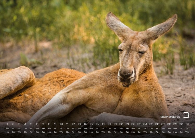 Produktbild: Australien - das Land der K&auml;ngurus - 2027 - Kalender DIN A2