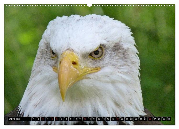 Produktbild: Greifv&ouml;gel (hochwertiger Premium Wandkalender 2026 DIN A2 quer), Kunstdruck in Hochglanz