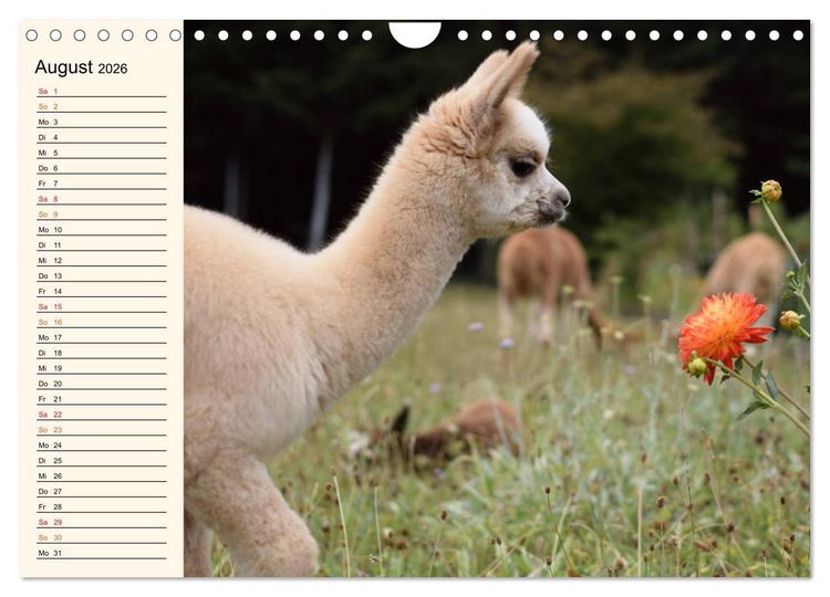 Produktbild: Alpakas im Blumenzauber (Wandkalender 2026 DIN A4 quer), CALVENDO Monatskalender