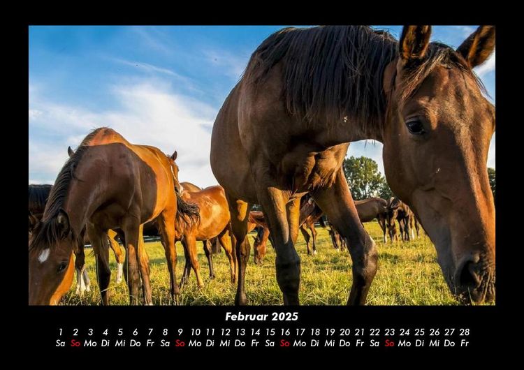 Produktbild: Die Welt der Pferde 2025 Fotokalender DIN A3