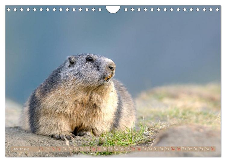Produktbild: Alpenmurmeltiere in freier Wildbahn (Wandkalender 2026 DIN A4 quer), CALVENDO Monatskalender