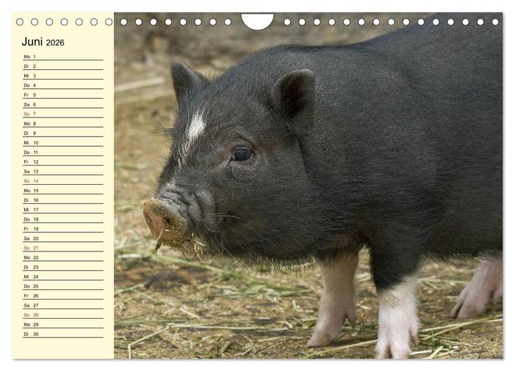 Produktbild: Von S&auml;uen die Schwein haben! (Wandkalender 2026 DIN A4 quer), CALVENDO Monatskalender