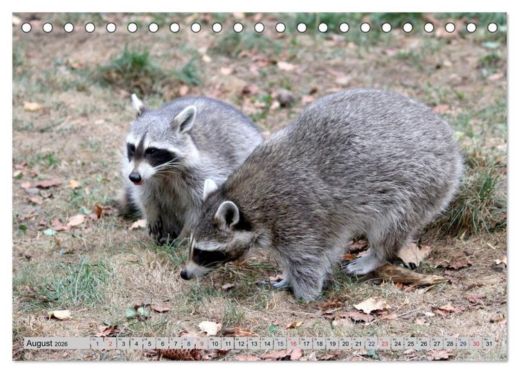 Produktbild: Der Waschb&auml;r - Der Maskentr&auml;ger in unseren W&auml;ldern (Tischkalender 2026 DIN A5 quer), CALVENDO Monatskalender