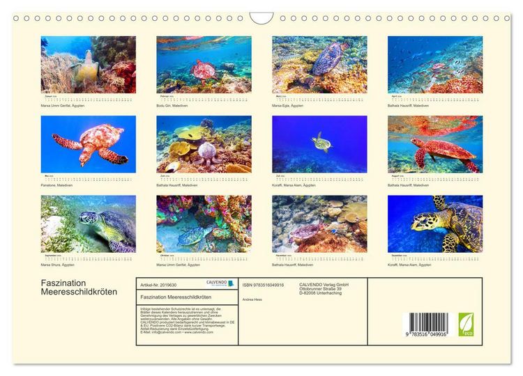 Produktbild: Faszination Meeresschildkr&ouml;ten (Wandkalender 2026 DIN A3 quer), CALVENDO Monatskalender