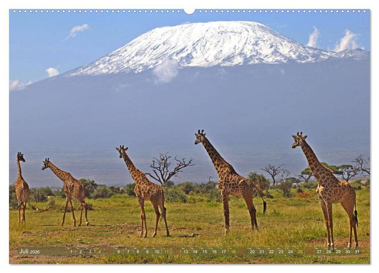 Produktbild: Giraffen - Sanftheit und Anmut (hochwertiger Premium Wandkalender 2026 DIN A2 quer), Kunstdruck in Hochglanz