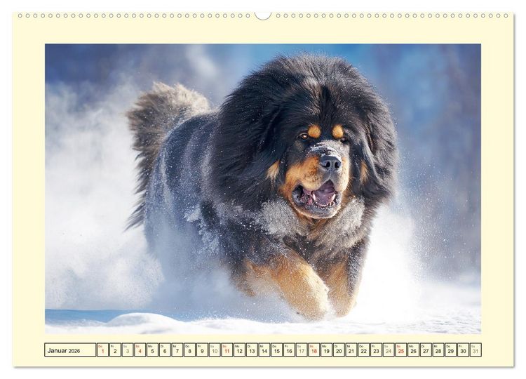 Produktbild: Tibet Mastiffs. Stolze Seelen im Wind der Berge (hochwertiger Premium Wandkalender 2026 DIN A2 quer), Kunstdruck in Hochglanz