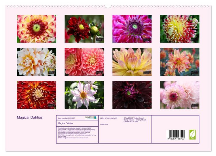 Produktbild: Magical Dahlias (High Quality Premium Wall Calendar 2026 DIN A2 landscape),CALVENDO 12 Month Wall Calendar