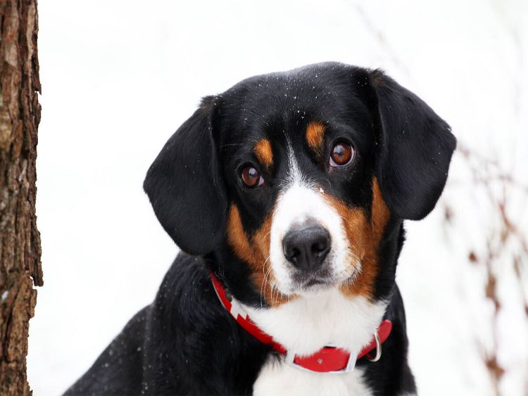 Produktbild: CALVENDO Puzzle Entlebucher Sennenhund | 1000 Teile Lege-Gr&ouml;&szlig;e 64 &times; 48 cm Foto-Puzzle f&uuml;r gl&uuml;ckliche Stunden