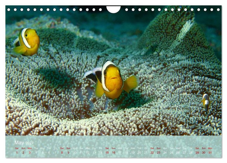 Produktbild: Anemonefish - always busy - always on the move (Wall Calendar 2027 DIN A4 landscape), CALVENDO 12 Month Wall Calendar