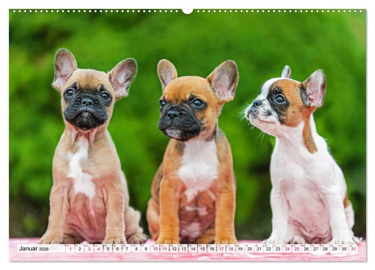 Produktbild: Kleine Helden - Franz&ouml;sische Bulldoggen (hochwertiger Premium Wandkalender 2026 DIN A2 quer), Kunstdruck in Hochglanz