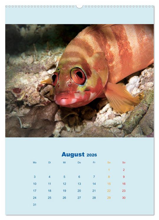 Produktbild: Portraitaufnahmen - Fische (hochwertiger Premium Wandkalender 2026 DIN A2 hoch), Kunstdruck in Hochglanz