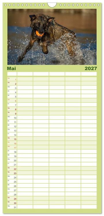 Produktbild: Familienplaner 2027 - Belgischer Sch&auml;ferhund - Der Malinois in Action mit 5 Spalten (Wandkalender, 21 x 45 cm) CALVENDO