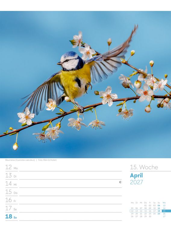 Produktbild: V&ouml;gel Wochenplaner Kalender 2027