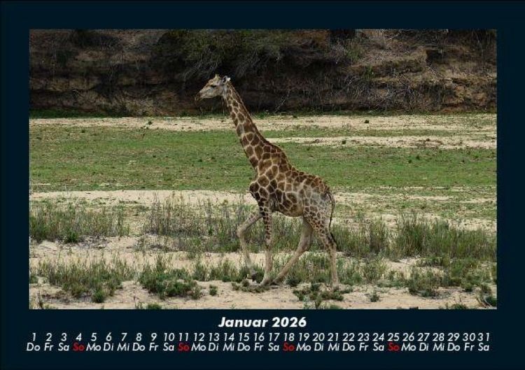 Produktbild: Giraffen 2026 Fotokalender DIN A5