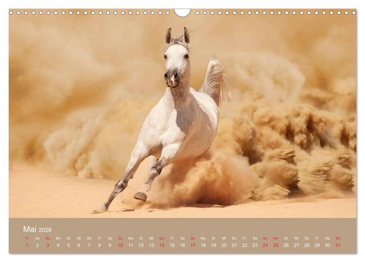 Produktbild: Pferde &bull; Araber im W&uuml;stensand (Wandkalender 2026 DIN A3 quer), CALVENDO Monatskalender
