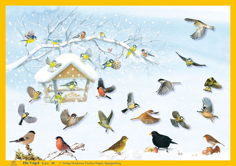 Produktbild: Natur-Kamishibai / Kamishibai - Die V&ouml;gel &ndash; Natur-Kamishibai