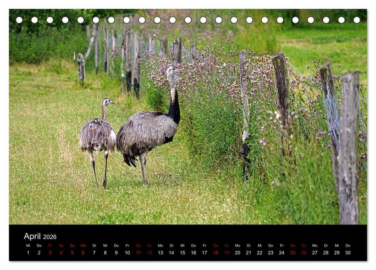Produktbild: Elberadweg Coswig (Anhalt) (Tischkalender 2026 DIN A5 quer), CALVENDO Monatskalender