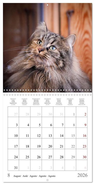 Produktbild: F&eacute;lins au fil des mois (Calendrier mural carr&eacute; 2026 30x30 cm) Calendrier double avec une page pour vos prises de notes