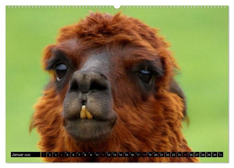 Produktbild: Alpakas und Lamas (Wandkalender 2026 DIN A2 quer), CALVENDO Monatskalender