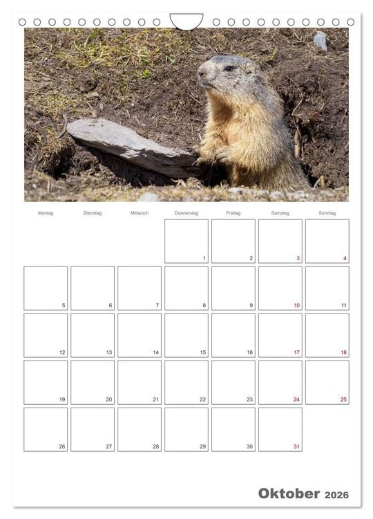 Produktbild: Franz&ouml;sische Alpen, auf den Pfaden des Murmeltiers (Wandkalender 2026 DIN A4 hoch), CALVENDO Monatskalender