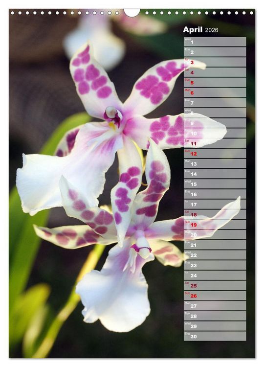 Produktbild: Orchids - Infinite Variety (Wall Calendar 2026 DIN A3 portrait), CALVENDO 12 Month Wall Calendar