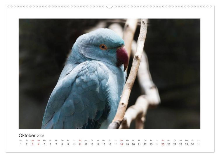 Produktbild: Kunterbunte Papageien und Sittiche (hochwertiger Premium Wandkalender 2026 DIN A2 quer), Kunstdruck in Hochglanz