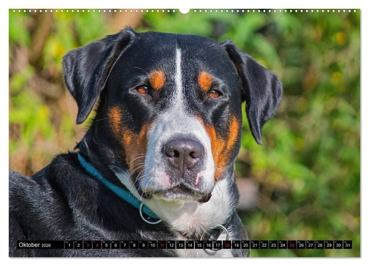 Produktbild: Ein Hund zum Verlieben - Gro&szlig;er Schweizer Sennenhund (hochwertiger Premium Wandkalender 2026 DIN A2 quer), Kunstdruck in Hochglanz