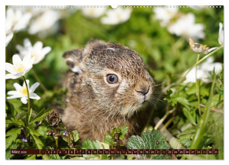 Produktbild: Zauberhafte Wesen - Reineke Fuchs und Meister Lampe (hochwertiger Premium Wandkalender 2026 DIN A2 quer), Kunstdruck in Hochglanz