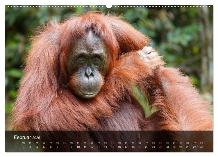 Produktbild: Menschenaffen. Gorillas, Schimpansen, Orang-Utans (Wandkalender 2026 DIN A2 quer), CALVENDO Monatskalender