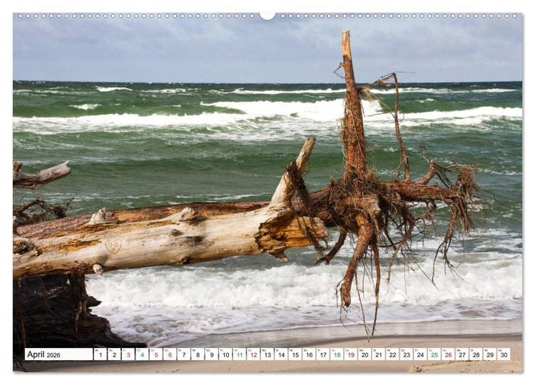 Produktbild: Dar&szlig;er Weststrand - Fischland Dar&szlig; Zingst (hochwertiger Premium Wandkalender 2026 DIN A2 quer), Kunstdruck in Hochglanz