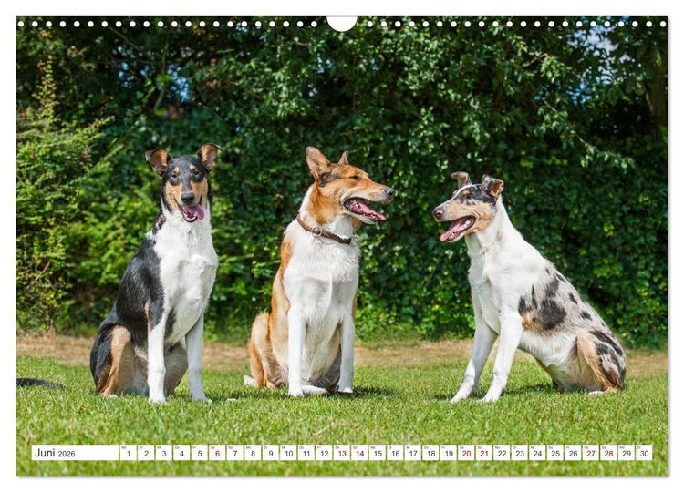 Produktbild: Ein Freund f&uuml;rs Leben - Smooth Collie (Wandkalender 2026 DIN A3 quer), CALVENDO Monatskalender