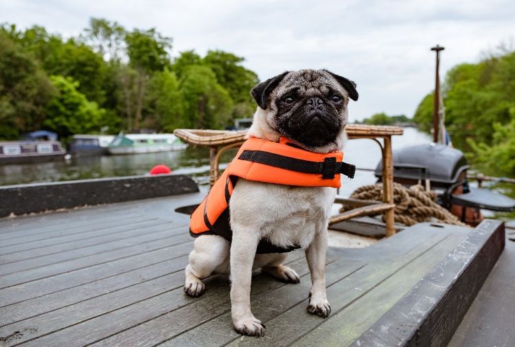 Produktbild: Ein Mops zum Verlieben