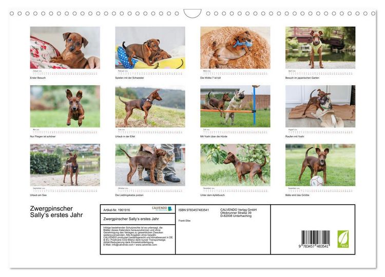 Produktbild: Zwergpinscher Sally&lsquo;s erstes Jahr (Wandkalender 2026 DIN A3 quer), CALVENDO Monatskalender